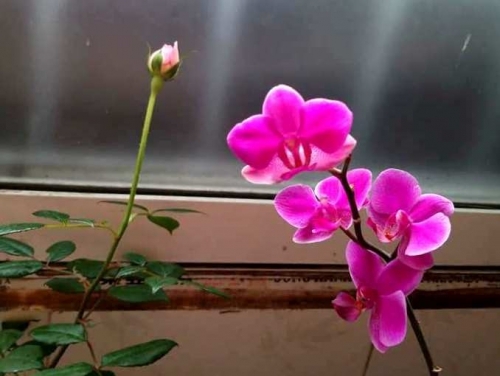 Chiều nay thương nhớ dâng đầy