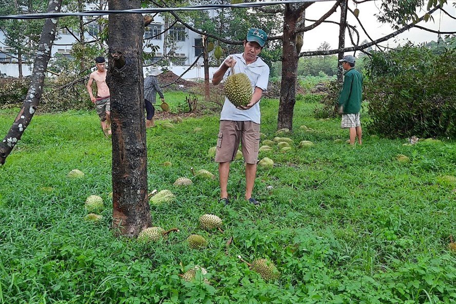 Lốc xo&aacute;y khiến h&agrave;ng trăm gốc c&acirc;y ăn quả chuẩn bị thu hoạch bị g&atilde;y đổ