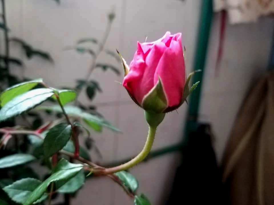 Vị ngọt tình yêu