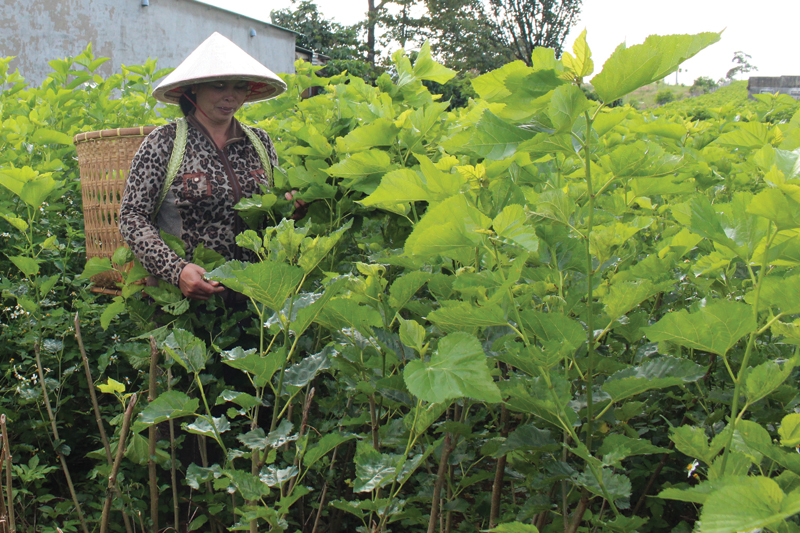 B&agrave; B&ugrave;i Thị Thanh Huyền, người đang sở hữu 4 s&agrave;o d&acirc;u ở x&atilde; Lộc T&acirc;n, huyện Bảo L&acirc;m