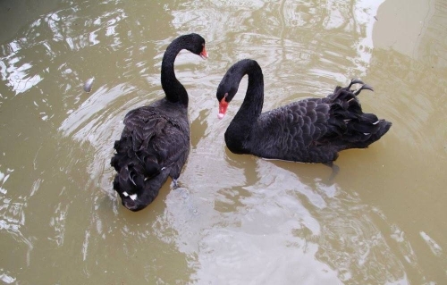 Về đi anh cho ngọt lịm môi hôn…