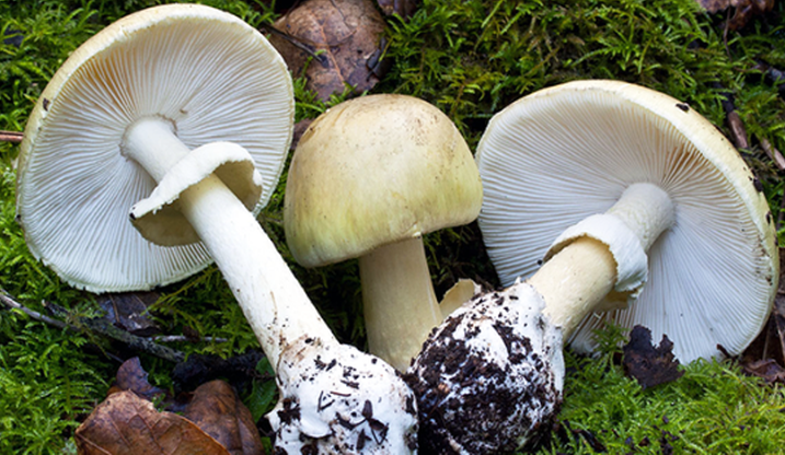 Hai nạn nh&acirc;n vụ ngộ độc do ăn nhầm nấm rừng ở Điện Bi&ecirc;n đ&atilde; tử vong