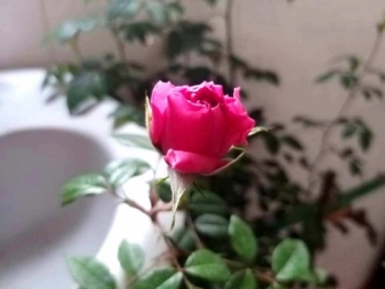 Thương lắm người xa…