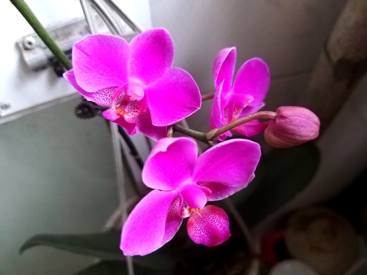 Thương lắm người xa…