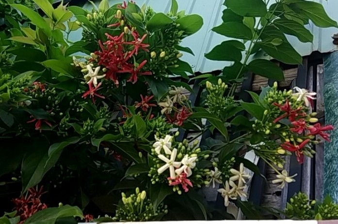 Thương lắm người xa…