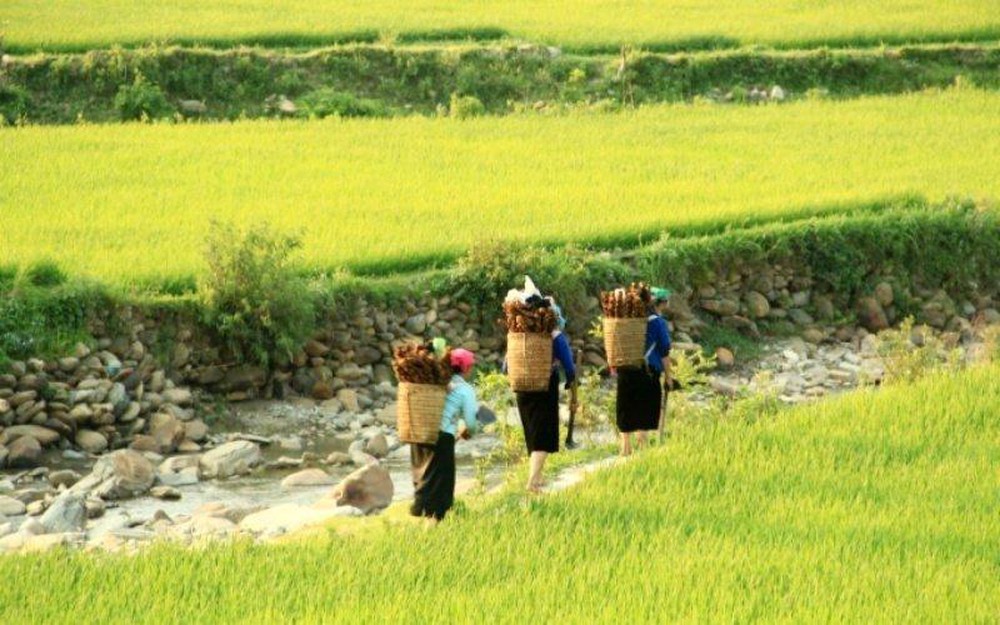 Sắc màu Mù Cang Chải