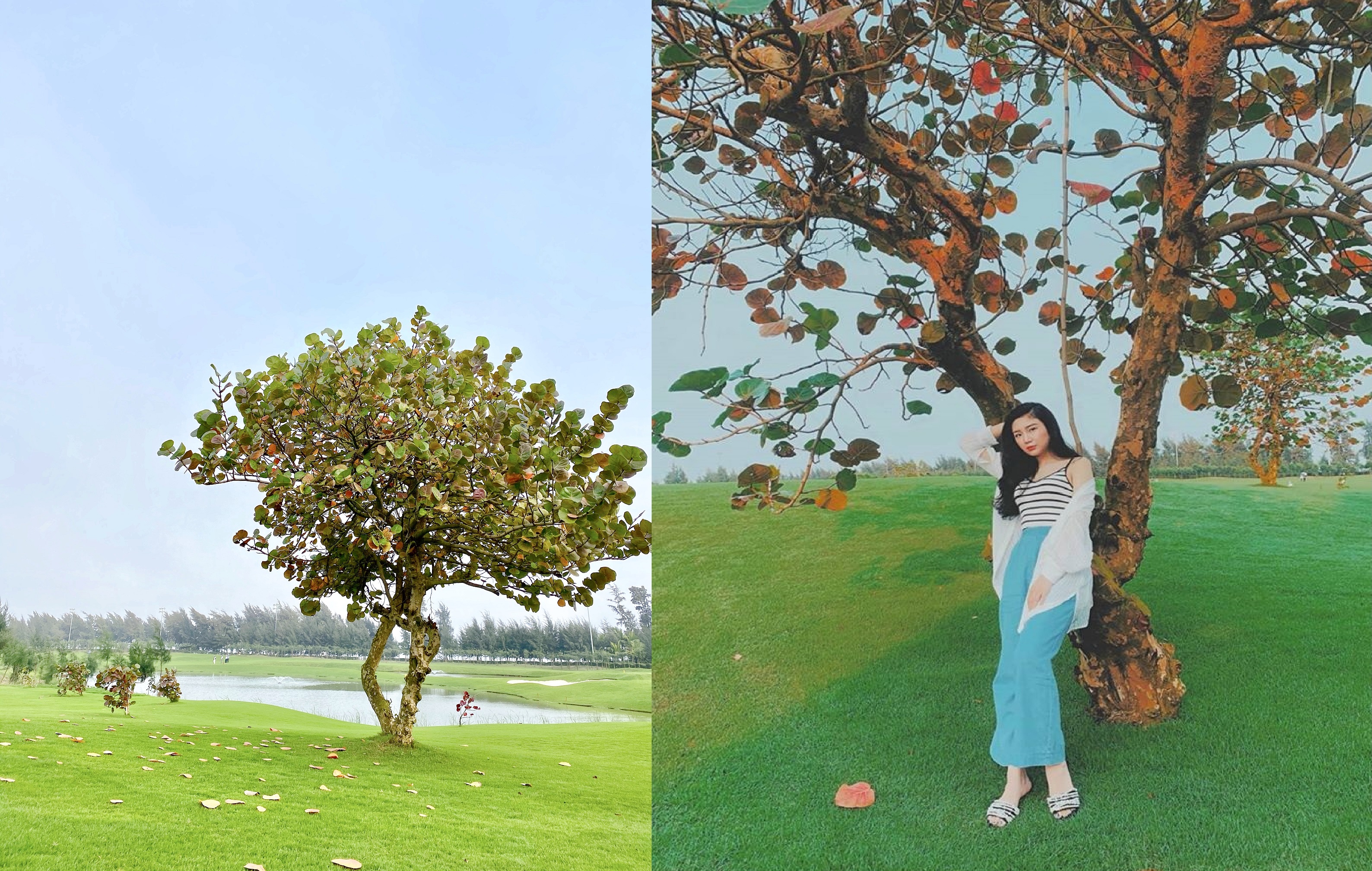 V&agrave;o m&ugrave;a thay l&aacute;, khoảng từ th&aacute;ng 2 đến th&aacute;ng 3, những c&acirc;y b&agrave;ng biển quanh hồ nước bừng l&ecirc;n rực rỡ. Từng t&aacute;n l&aacute; đỏ rơi rụng tr&ecirc;n thảm cỏ xanh mướt của s&acirc;n golf FLC Golf Link Sam Son, tạo n&ecirc;n khung cảnh thơ mộng như trong bối cảnh những bộ phim nổi tiếng H&agrave;n Quốc. (Ảnh: Thảo Ph&ugrave;ng)