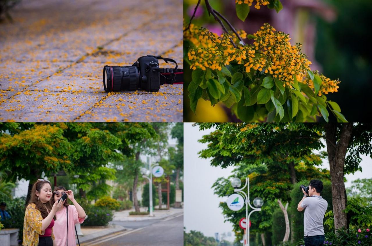 Th&aacute;ng 4, gi&aacute;ng hương bung nở nồng n&agrave;n dọc từ đường Hồ Xu&acirc;n Hương chạy thẳng v&agrave;o quần thể FLC Sầm Sơn, nhuộm v&agrave;ng kh&ocirc;ng gian v&agrave; m&acirc;y trời phố biển. (Ảnh: Thanh Huyền)