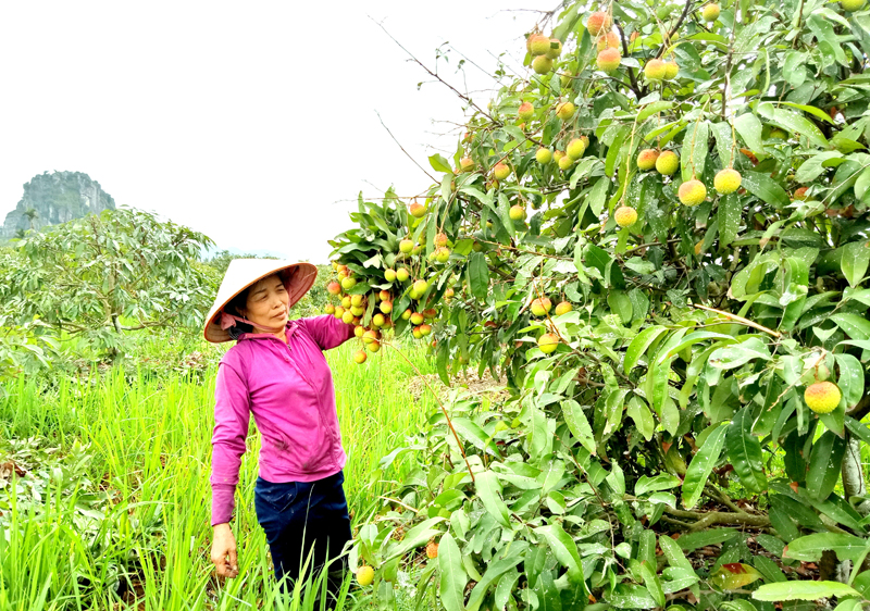Người d&acirc;n phường Phương Nam thu hoạch vải ch&iacute;n sớm