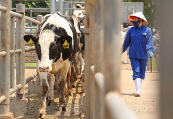 Tập đoàn TH nhập 4.500 bò sữa cao sản thuần chủng