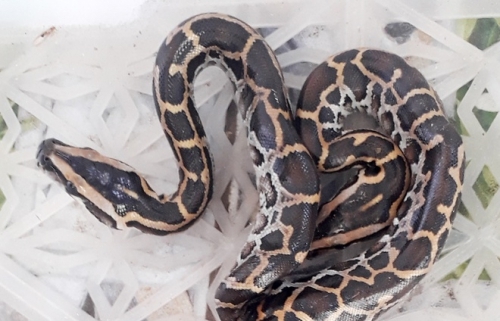 Tận mắt xem trăn 2 đầu dị dạng ở Cà Mau