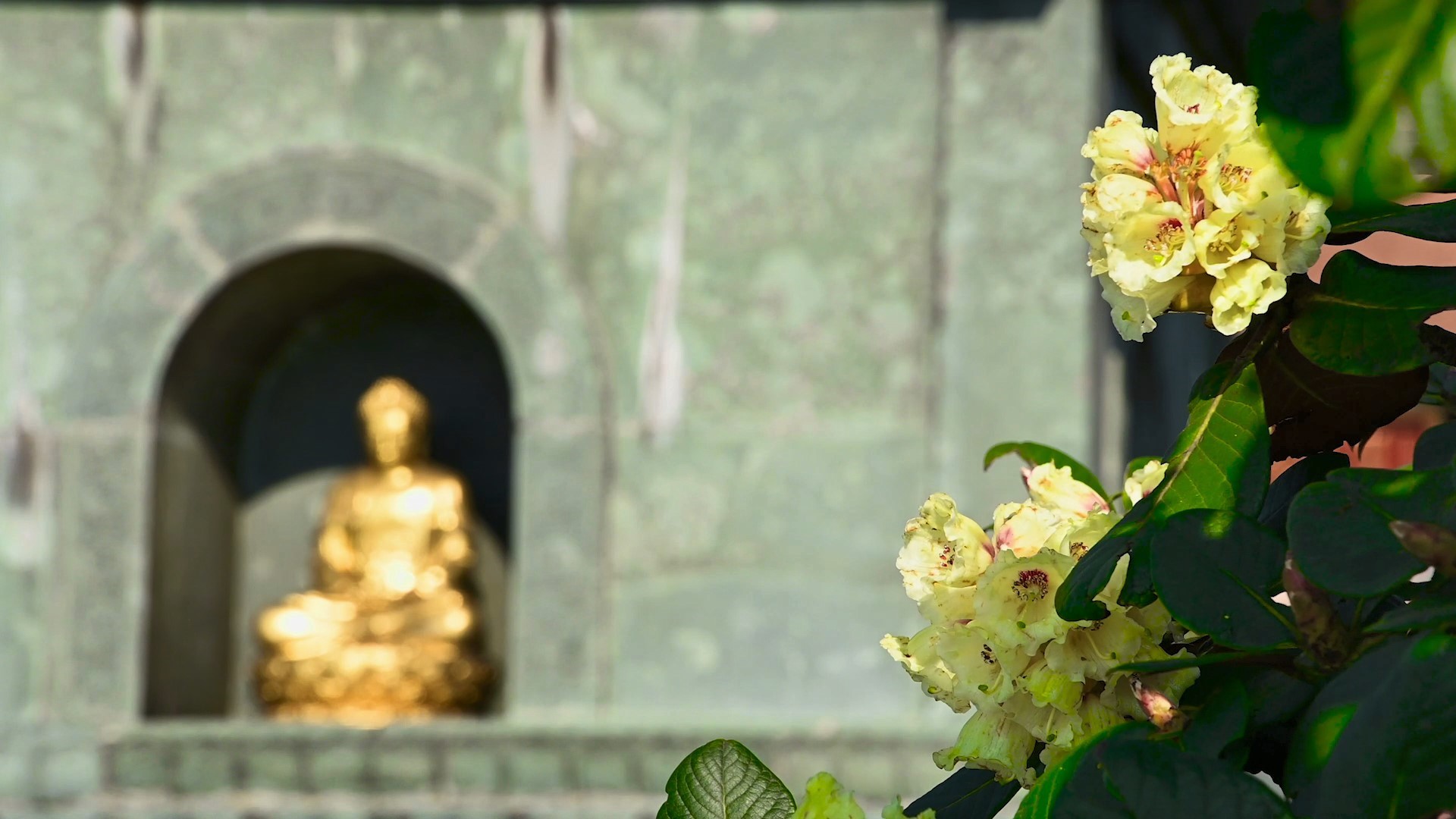 Hoa đỗ quy&ecirc;n Fansipan