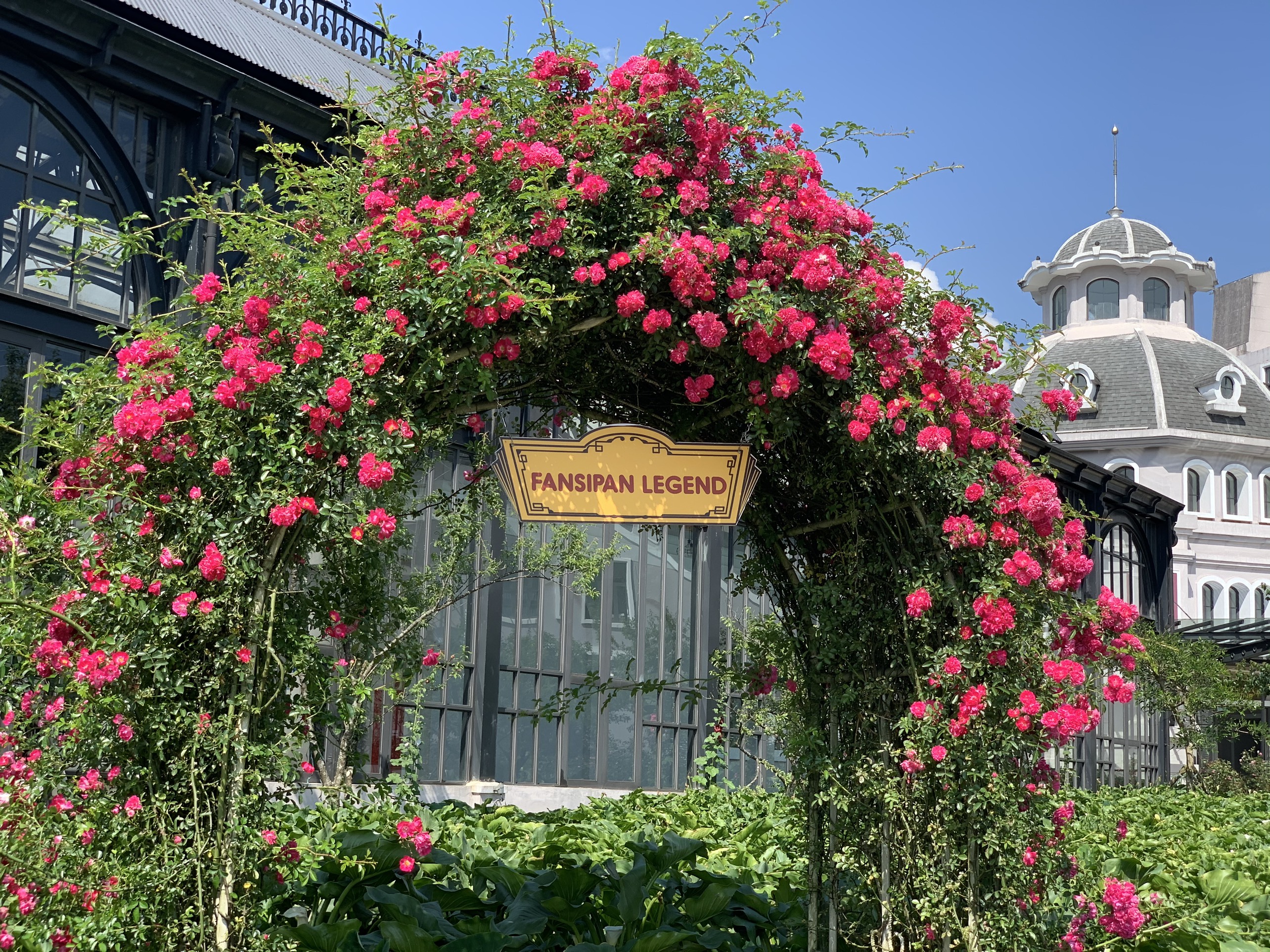 Thung lũng hoa hồng tại khu du lịch Sun World Fansipan Legend bung nở ch&agrave;o đ&oacute;n du kh&aacute;ch