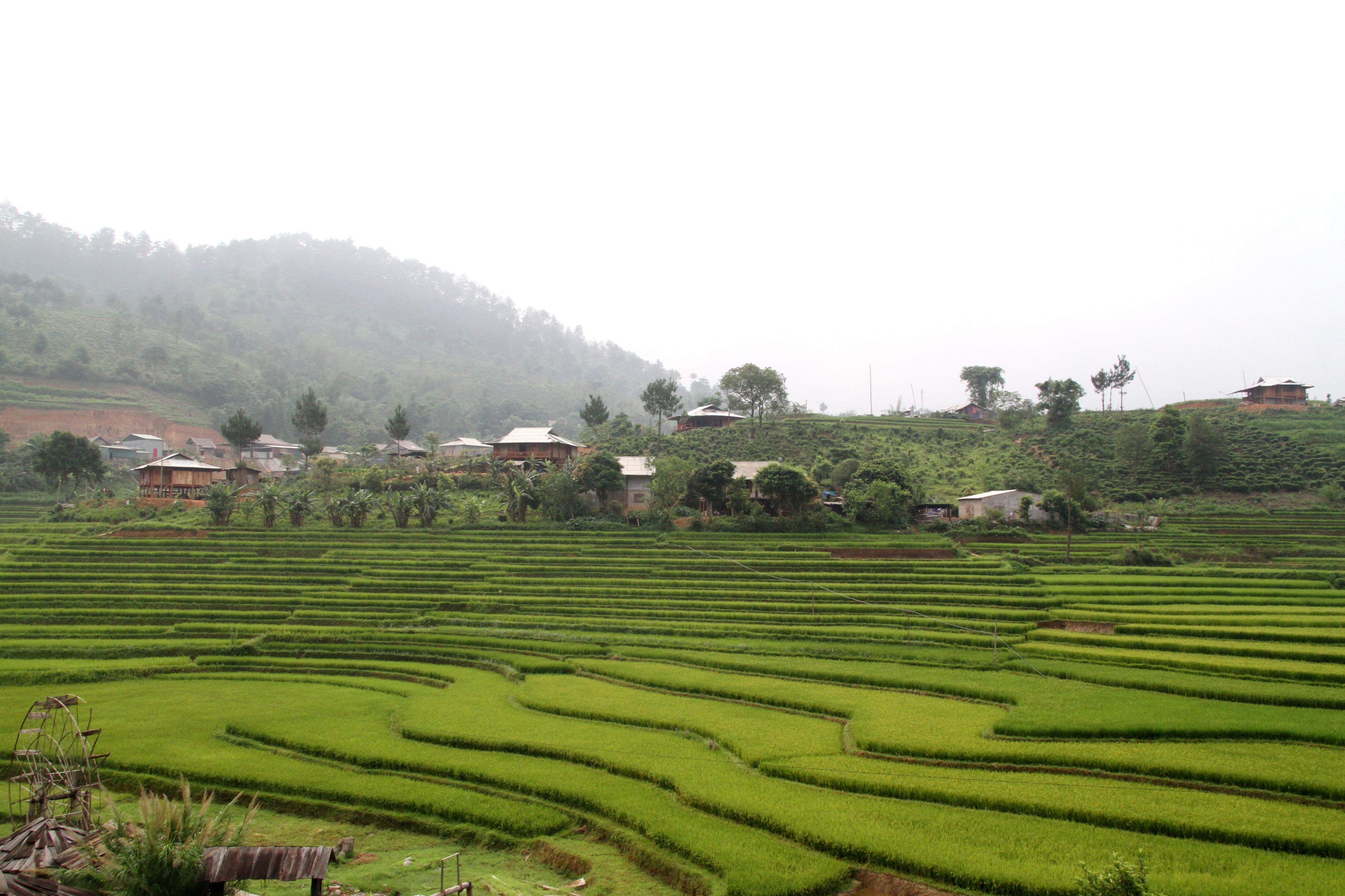 Những thửa ruộng bậc thang đổi sắc theo m&ugrave;a vụ