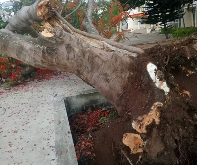 Thêm cây phượng vĩ cổ thụ ở sân trường bật gốc