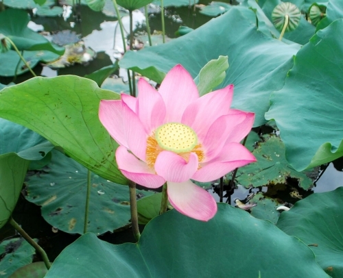 Đà Nẵng mùa Sen