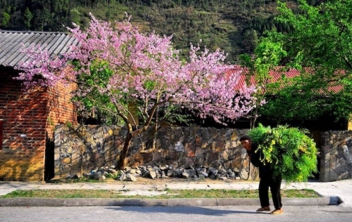 Sắc màu Đồng Văn