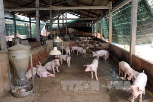 Giám sát ổ dịch tả lợn châu Phi có quy mô lớn nhất cả nước