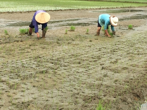 Tỉnh Thanh Hoá: Nhiều nơi có nguy cơ mất mùa sớm do hạn hán kéo dài