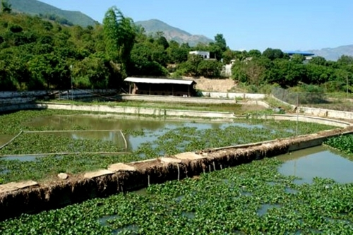 Làm giàu trên đất khó
