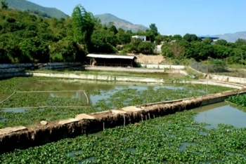 Làm giàu trên đất khó