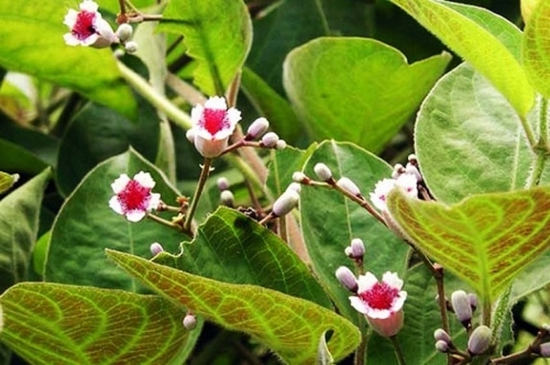 Công dụng của lá mơ lông và đinh lăng đối với sức khỏe