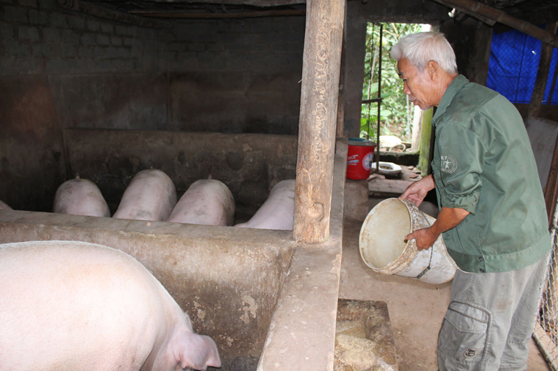 &Ocirc;ng L&ecirc; Văn Kỷ chăm s&oacute;c đ&agrave;n lợn