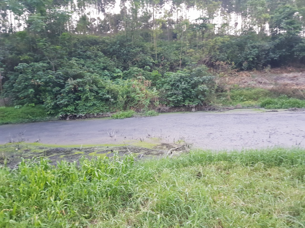 ph&acirc;n lợn trang trại nh&agrave; &ocirc;ng Hanh người d&acirc;n &yacute; kiến tr&agrave;n ra cả ra c&aacute;c d&ograve;ng suối g&acirc;y &ocirc; nhiễm m&ocirc;i trường