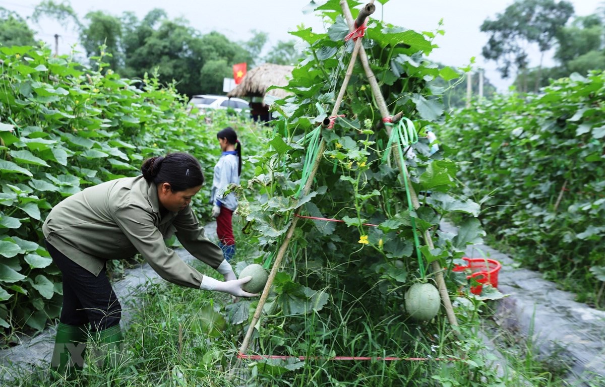 20 năm: Gần 2 tỉ USD vốn ODA dành cho phát triển nông nghiệp