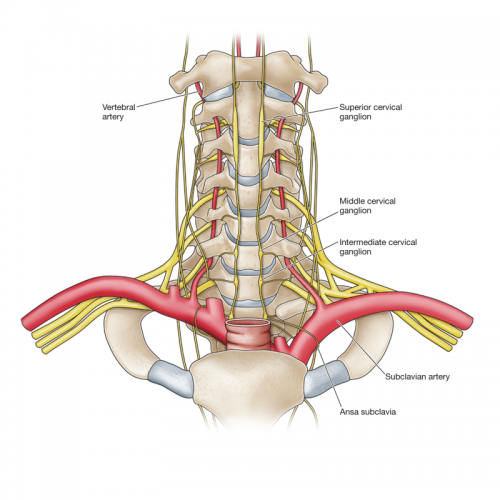 “Cột sống” - trụ cột của sự sống