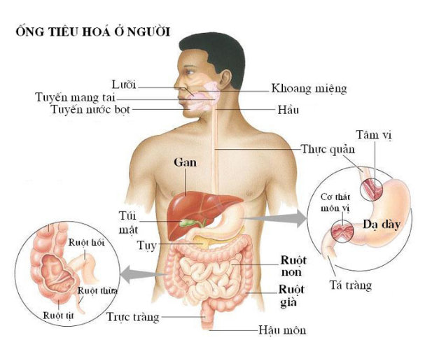 Hệ ti&ecirc;u h&oacute;a c&oacute; nhiều thay đổi khi tuổi cao l&agrave; nguy&ecirc;n nh&acirc;n dẫn đến RLTH.