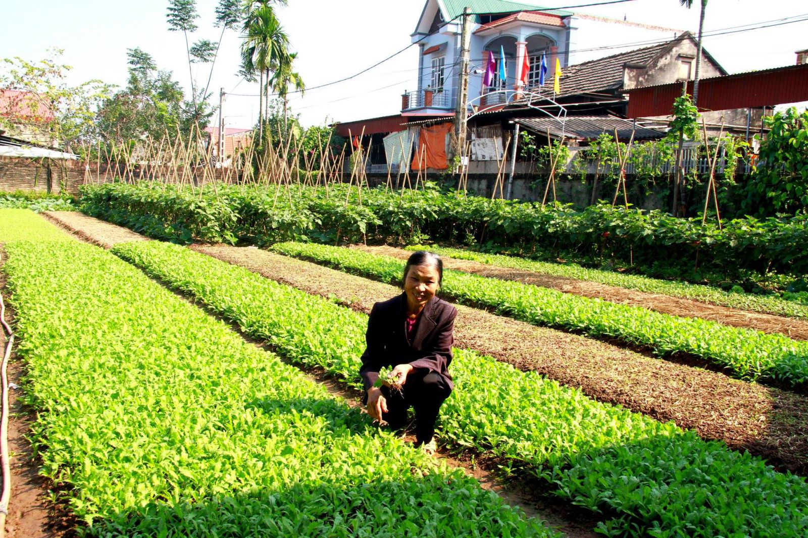 Một m&ocirc; h&igrave;nh tăng thu nhập từ nguồn vốn vay của CLB Li&ecirc;n thế hệ tự gi&uacute;p nhau th&ocirc;n Lầy, huyện Ph&uacute; Thọ