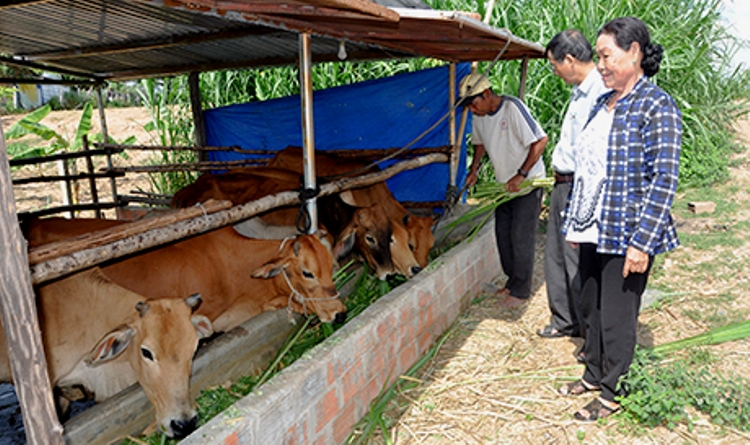 B&agrave; L&ecirc; Thị Thạnh thăm đ&agrave;n b&ograve; ở trang trại. Ảnh IT