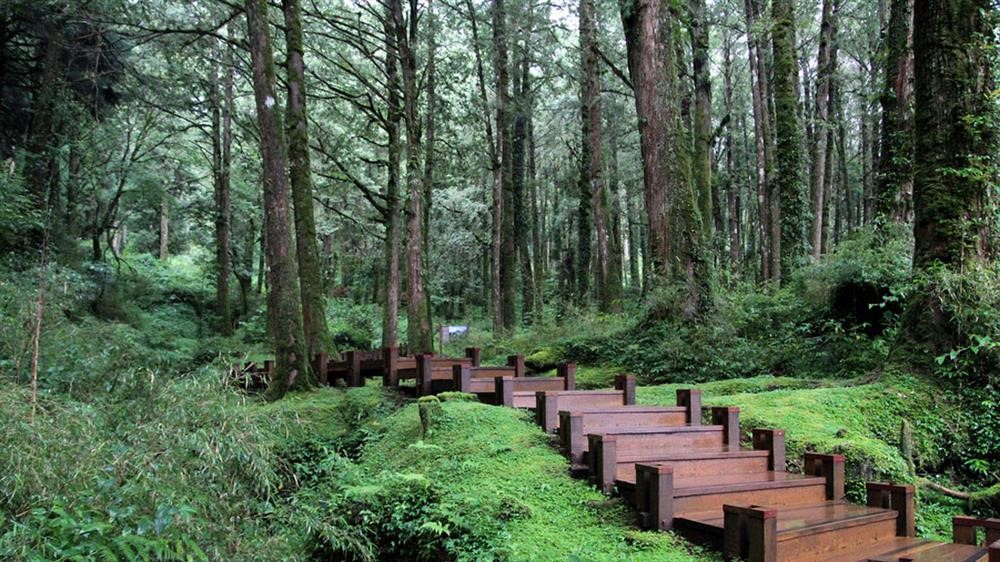 Ảnh 2: Cung đường rừng Jyumucun độc đ&aacute;o