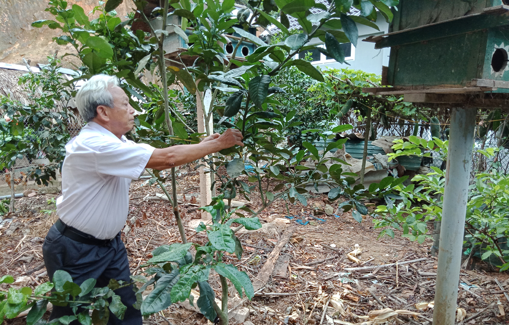 &Ocirc;ng Phạm Đ&agrave;n chăm c&acirc;y ăn quả sau mỗi lần đi l&agrave;m về