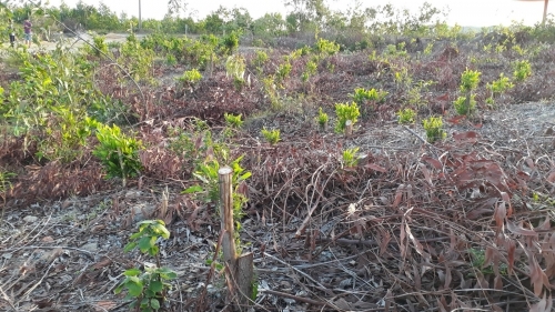 Phường Kỳ Trinh, thị xã Kỳ Anh, tỉnh Hà Tĩnh: Hủy hoại hàng vạn cây xanh của dân, nhằm mục đích gì?