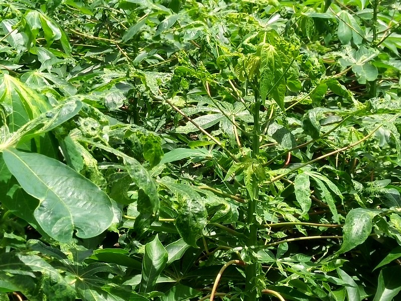 Ảnh 1: Bệnh khảm l&aacute; sắn l&acirc;y lan nhanh v&agrave; g&acirc;y thiệt hại nặng nề