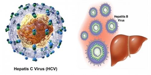 10 - 15% dân số nhiễm virus viêm gan B và C
