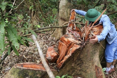 Sự đồng lõa và “máu” của rừng vẫn chảy (!?)