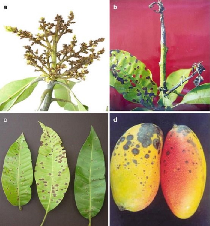 Ảnh 1a: C&aacute;c bộ phận của c&acirc;y xo&agrave;i khi bị bệnh th&aacute;n thư