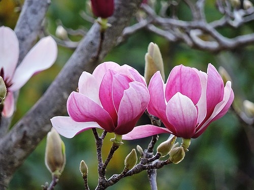 Loài hoa quen thuộc chữa tận gốc viêm xoang