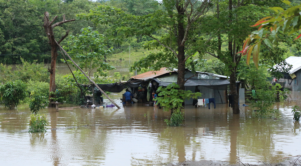 H&agrave;ng trăm g&ocirc;i nh&agrave; ch&igrave;m trong biển nước tại Đắk Lắk