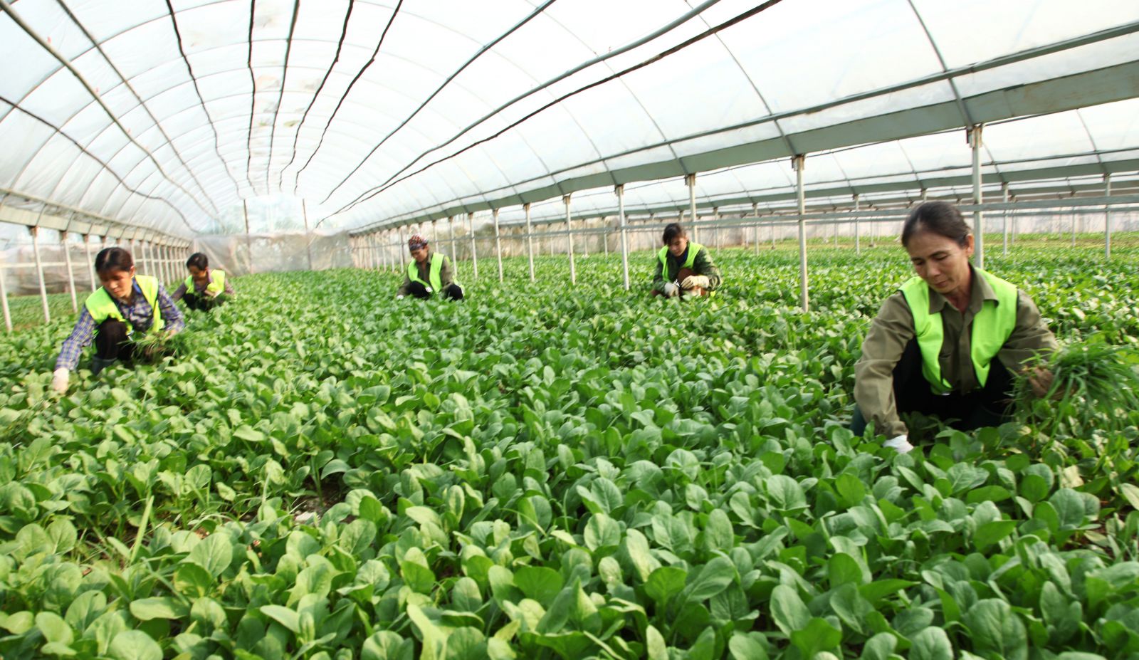 Sản xuất rau quả h&agrave;ng ho&aacute; an to&agrave;n theo ti&ecirc;u chuẩn VietGAP ở Vĩnh Ph&uacute;c