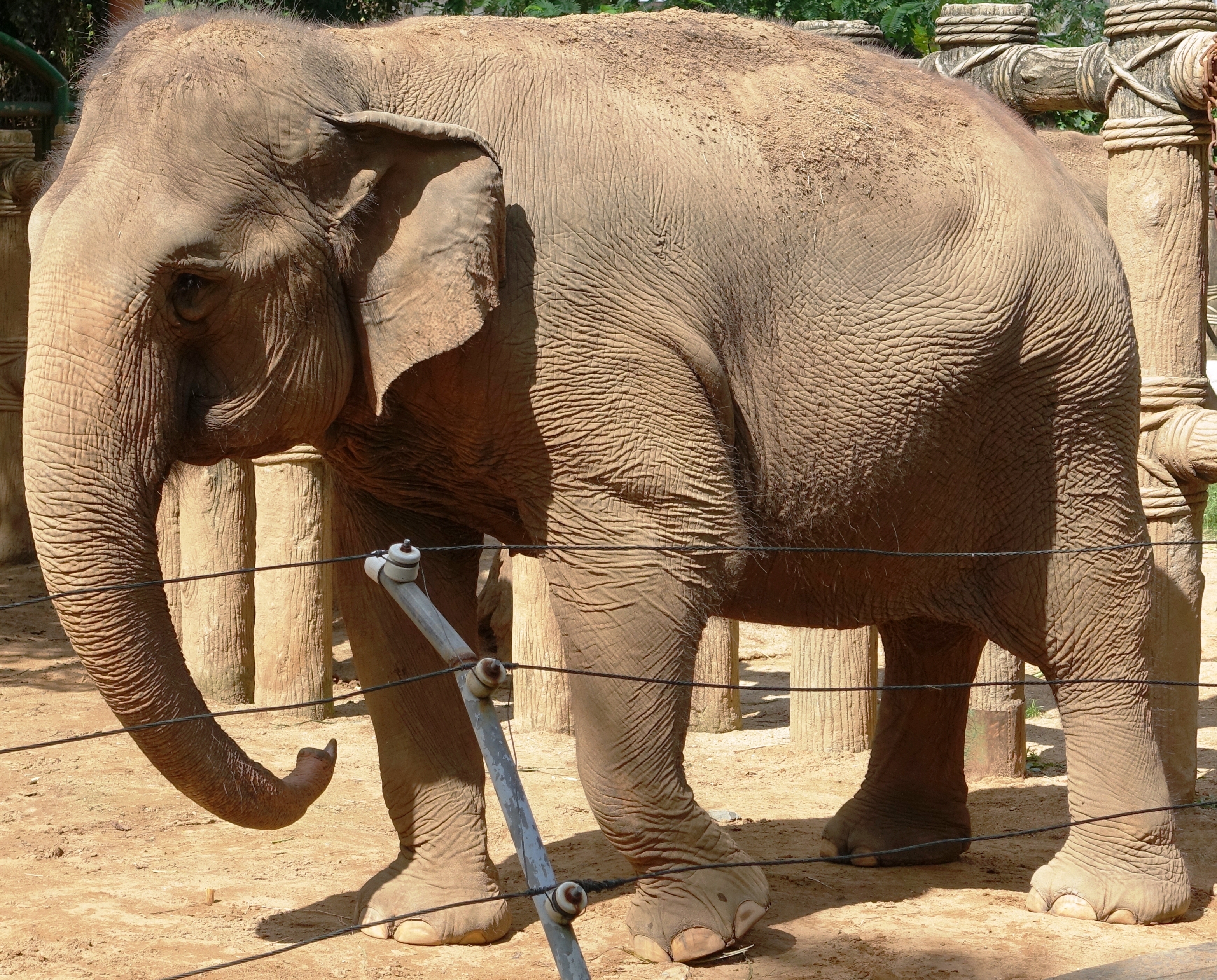 C&aacute; thể voi được nu&ocirc;i tại Thảo Cầm vi&ecirc;n