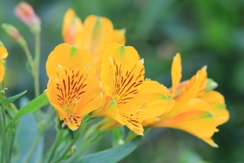 Tử vi tuần mới 9/9 - 15/9 của 12 cung hoàng đạo