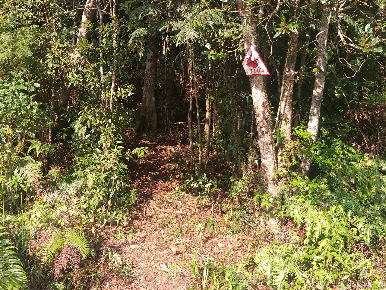 Một trong nhiều đường m&ograve;n v&agrave;o rừng để chặt hạ gỗ.