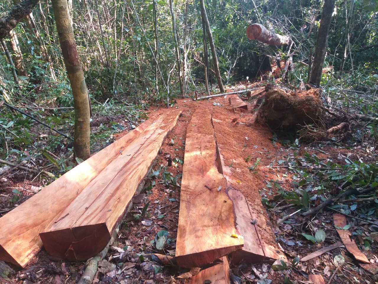 Kon Tum: Rừng phòng hộ Thạch Nham bị “xẻ thịt”