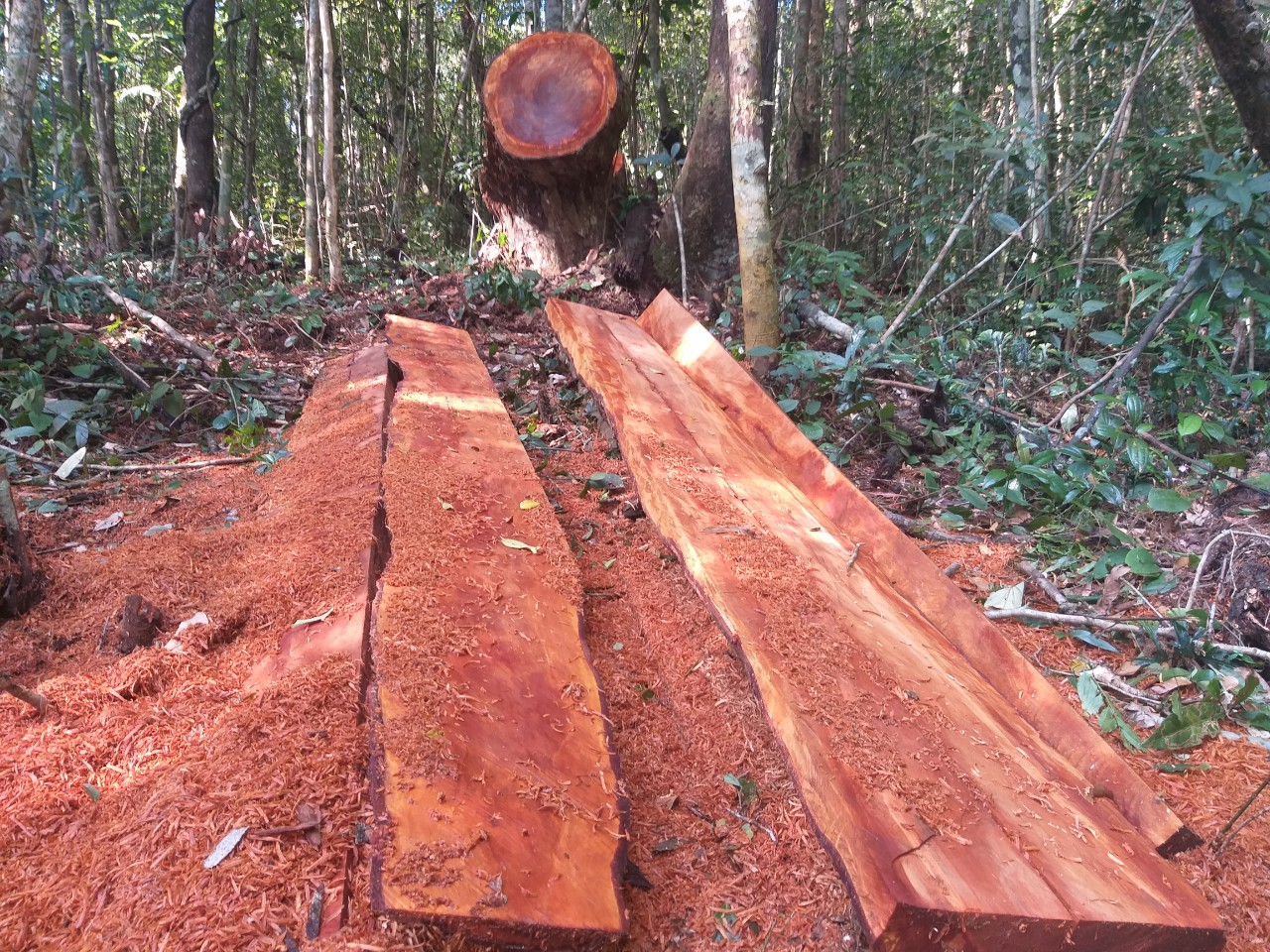 Kon Tum: Rừng phòng hộ Thạch Nham bị “xẻ thịt”