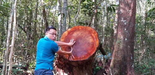 Kon Tum: Rừng phòng hộ Thạch Nham bị “xẻ thịt”