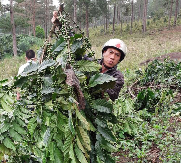 &Ocirc;ng Nguyễn Ngọc Th&agrave;nh b&ecirc;n 03 ha c&agrave; ph&ecirc; của gia đ&igrave;nh &ocirc;ng bị chặt ph&aacute;